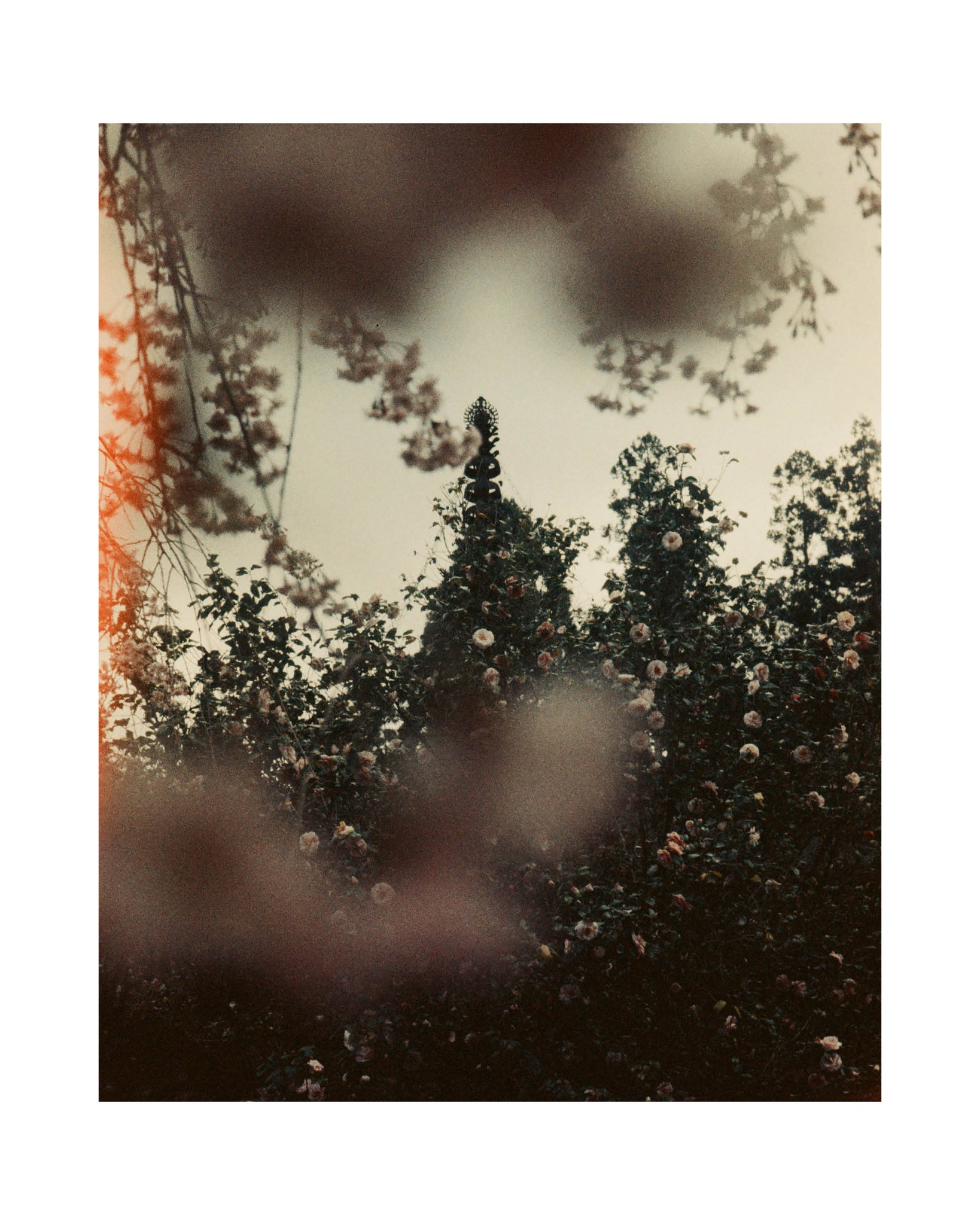Celeste Sloman